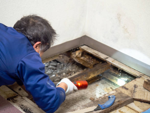 Best Mold Testing and Inspection Services in West Fork, AR