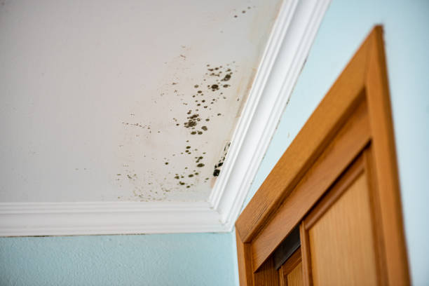 Best Black Mold Remediation in West Fork, AR