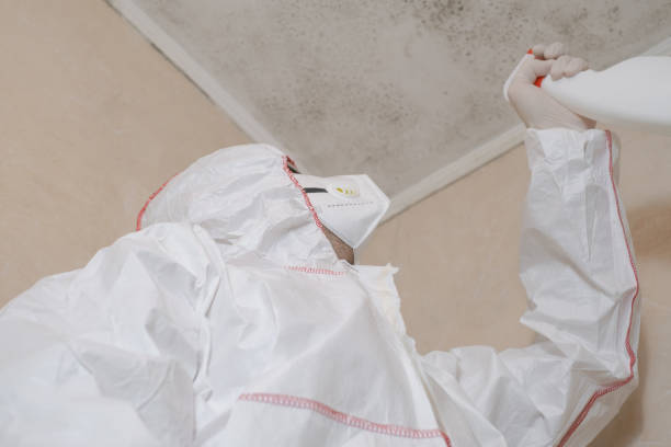 Best Basement Mold Remediation in West Fork, AR