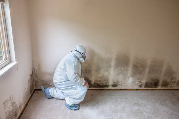 Best Mold Remediation for Specific Building Types in West Fork, AR