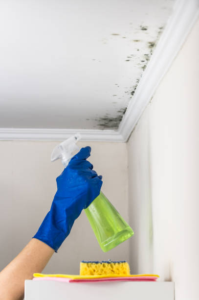 Best Post-Flood Mold Remediation in West Fork, AR